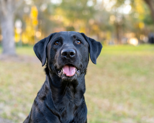 Labrador Rüde mit Juckreiz bekommt Zeolith ins Hundefutter, das wirkt.
