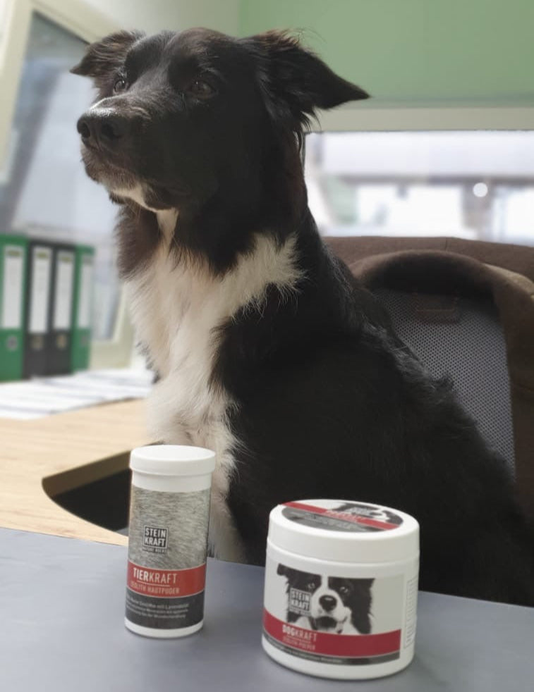 Zeolith und Zeolith Hautpuder für Hunde steht vor einem Hund, der auf dem Bürostuhl seines Frauchens sitzt
