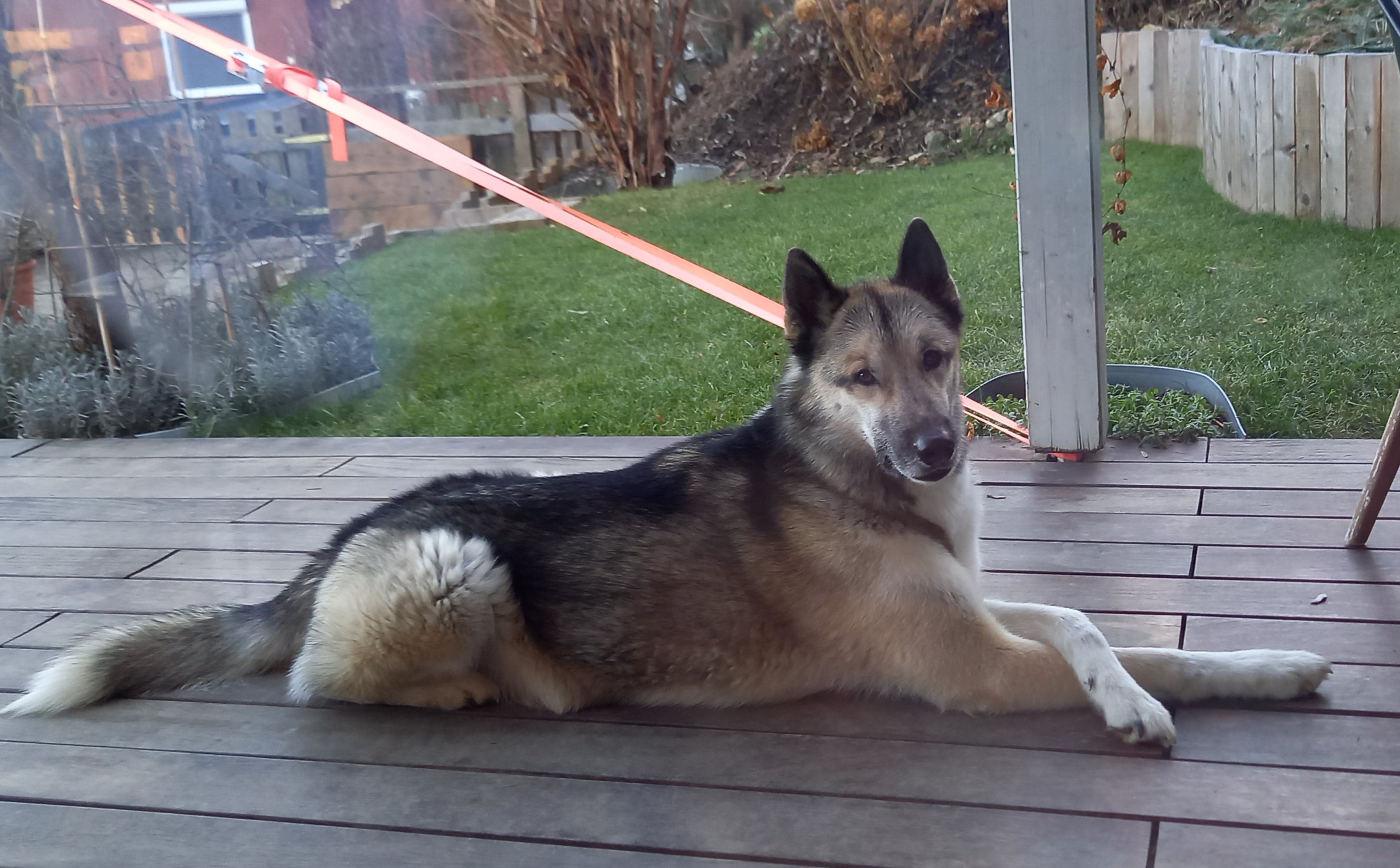 STEINKRAFT Zeolith für Hunde - Schlittenhund Nuno hat manchmal epileptische Anfälle und bekommt jetzt täglich Zeolith.