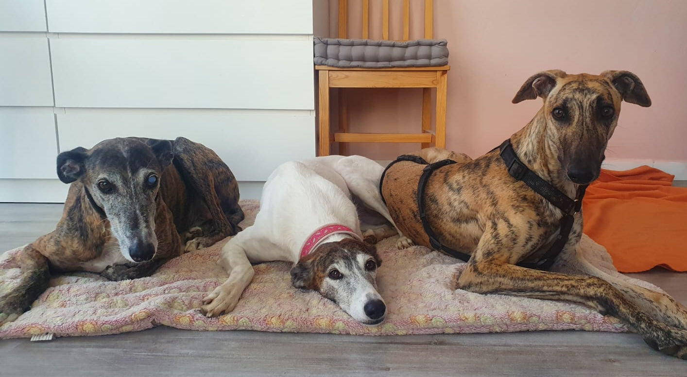 Zeolith Kundinnen drei wunderschöne Galgos auf ihrer Decke