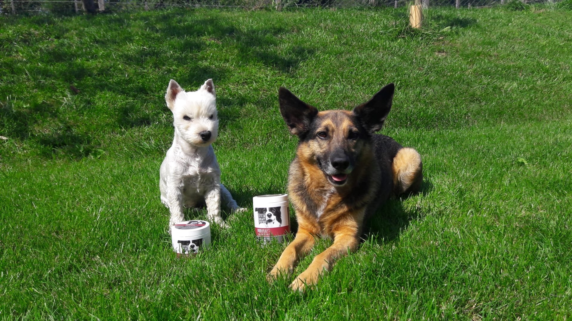 Zeolith für Hunde - zwei Hunde mit ihren DOGKRAFT Zeolith Dosen 450g und 250g