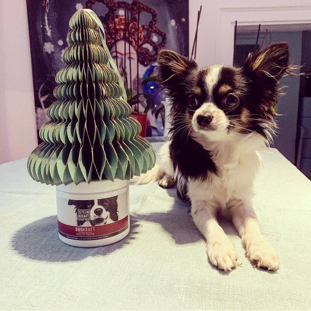 STEINKRAFT Zeolith für kleine Hunde. ier Chihuahua mit DOGKRAFT Zeolith für Hunde Dose 250g.