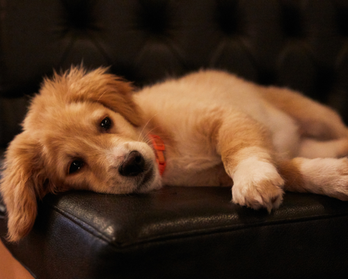 Welpe liegt auf Lederbank und bekommt Zeolith ins Hundefutter dazu um Schadstoffe der Impfungen auszuleiten