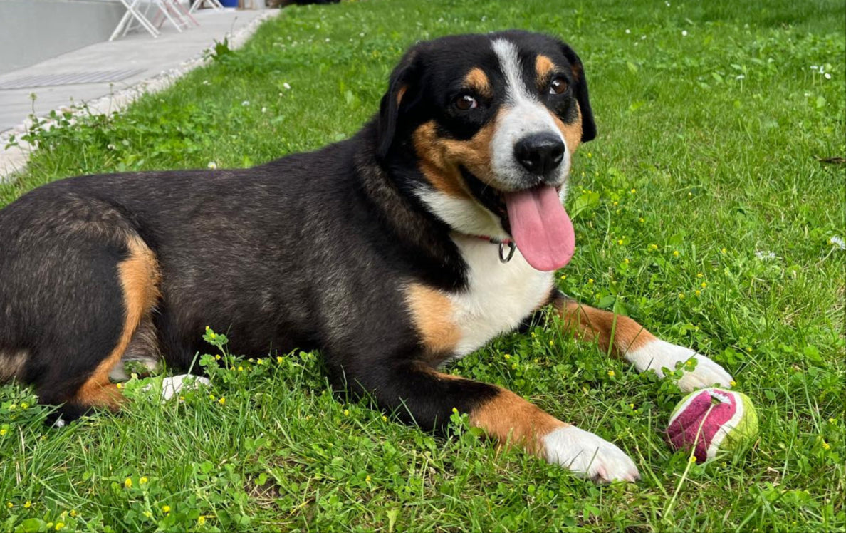 Zeolith für Entlebucher Hündin 