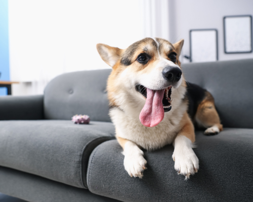 Hund liegt auf grauem Sofa und bekommt Zeolith ins Hundefutter dazu