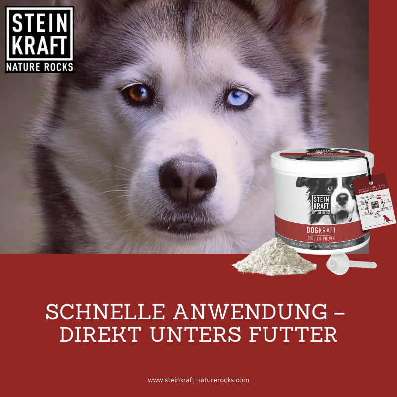 Zeolith Pulver leichte Anwendung im Alltag bei Hunden