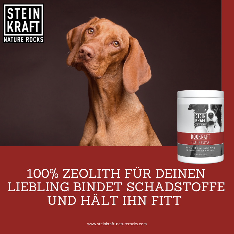 STEINKRAFT Zeolith Pulver für Hunde 450g Dose - 100% Klinoptilolith Zeolith für deinen Liebling bindet Schadstoffe und hält ihn fitt.