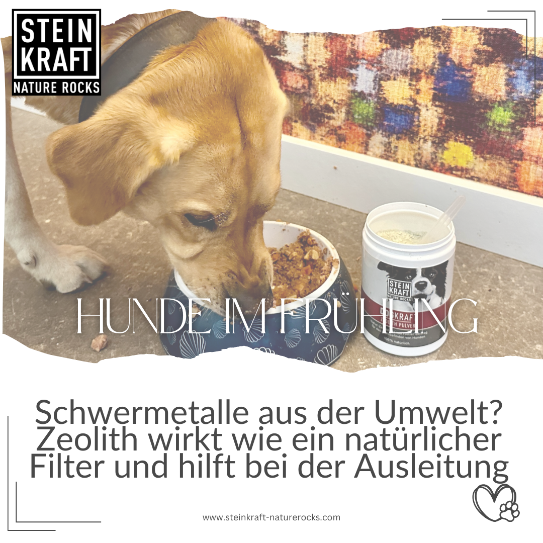 STEINKRAFT Zeolith für Hunde: Schwermetalle aus der Umwelt? Zeolith wirkt wie ein natürlicher Filter und hilft bei der Ausleitung