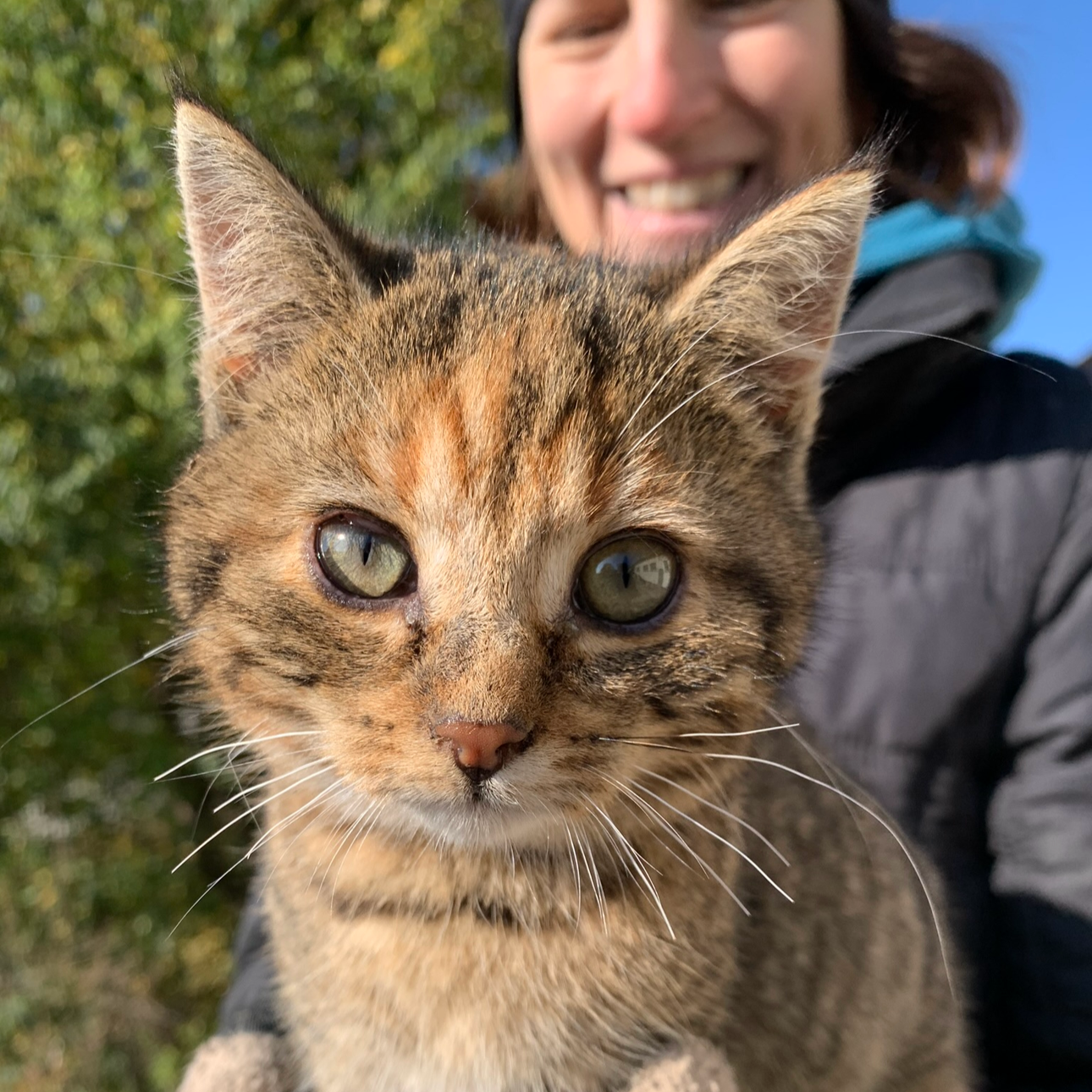 Baby Katze bekommt Zeolith ins Katzenfutter unterstützt die Entgiftung