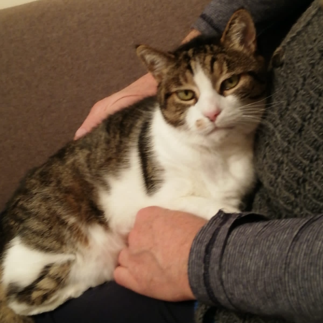 Minki kuschelt sich an den Bauch des Herrchens - sie bekommt zeolith in ihr Katzenfutter für die Ausleitung der Gifte