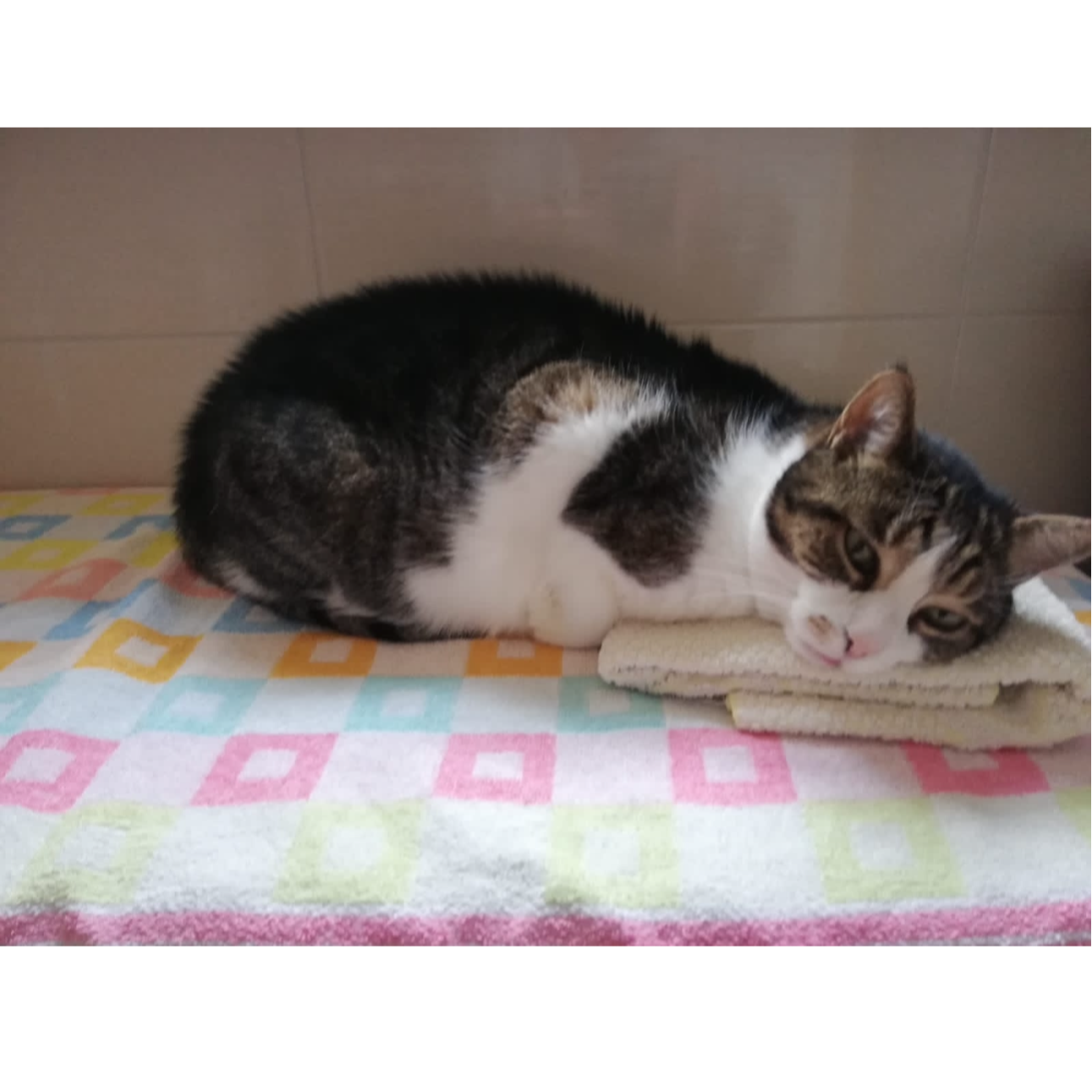 STEINKRAFT Zeolith für Katzen - Minki eine alte Katze liegt auf Katzenpolster