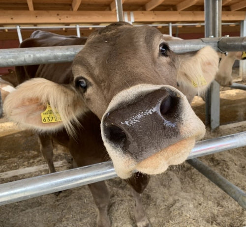 Mikroorganismen AM+PLUS Urlösung für Landwirtschaft