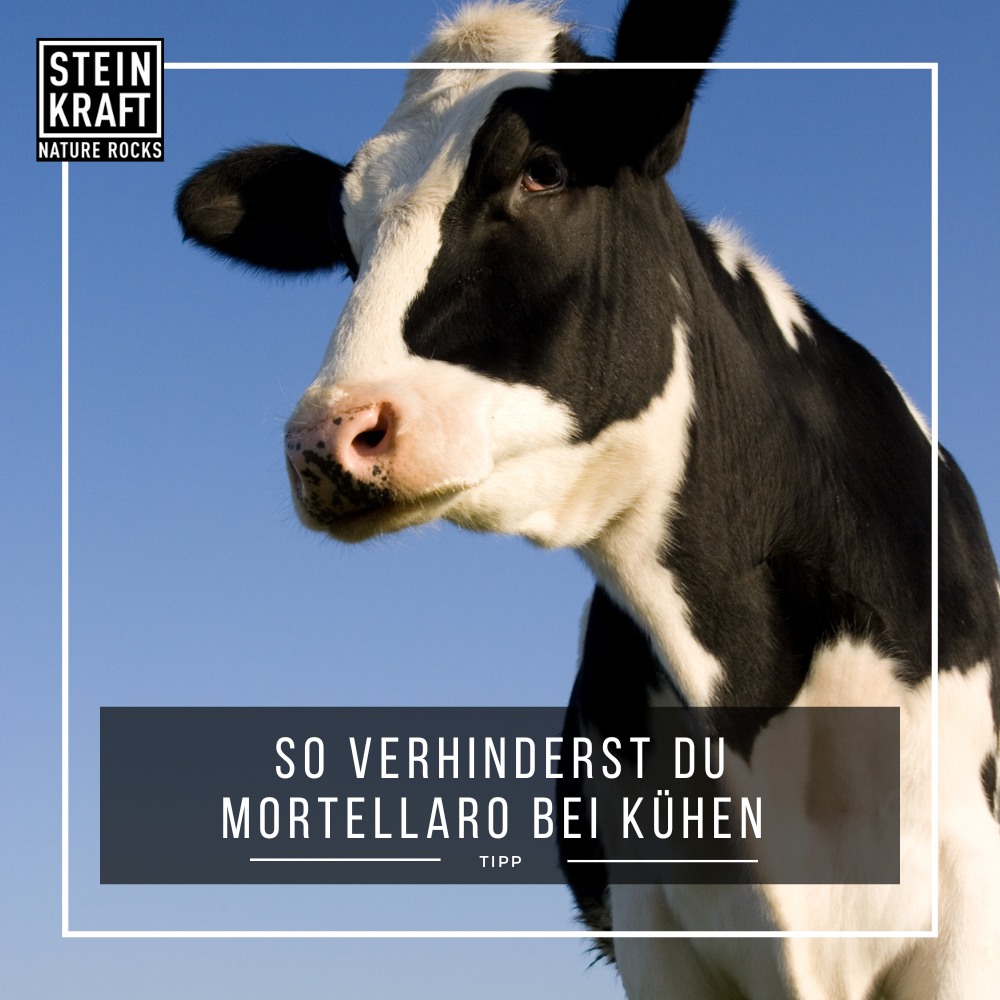 STALLKRAFT-Einstreu mit Zeolith und Bio Kräuter