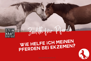 STEINKRAFT Zeolith für Pferde Blogartikel: Wie helfe ich meinen Pferden bei Ekzemen?