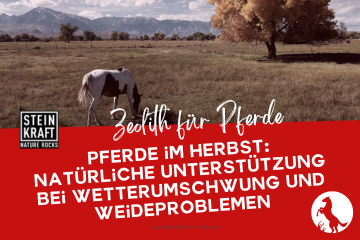 STEINKRAFT Zeolith für Pferde Blog: Pferde im Herbst - Natürliche Unterstützung bei Wetterumschwung und Weideproblemen