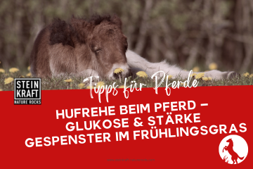 STEINKRAFT Zeolith für Pferde Blogbeitrag: Hufrehe beim Pferd - Glukose und Stärke sind Gespenster im Frühlingsgras.