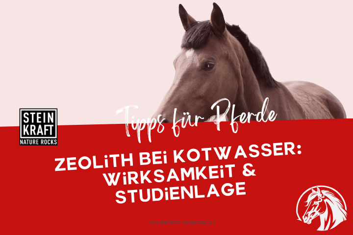 STEINKRAFT Zeolith für Pferde Blogartikel: Zeolith bei Kotwasser - Wirksamkeit und viele Studien
