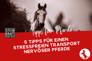 STEINKRAFT Zeolith für Pferde Blogartikel: 5 Tipps für einen stressfreien Transport nervöser Pferde