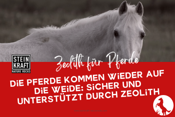STEINKRAFT Zeolth für Pferde Blogbeitrag: Die Pferde kommen wieder auf die Weide - sicher und unterstützt durch Zeolith.