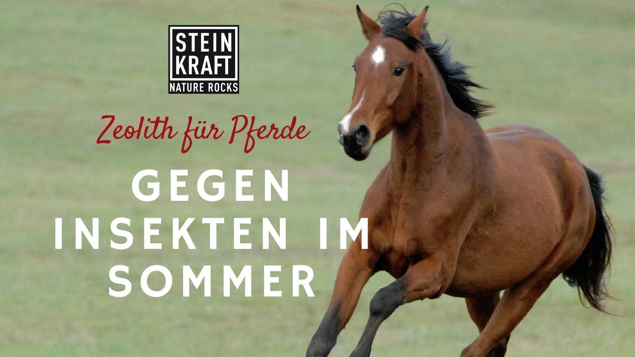 STEINKRAFT Zeolith für Pferde und Schwarzkümmel hilft bei Insekten im Sommer