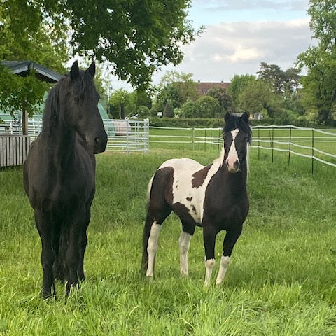 Pferde mit schönem Fell und guter Verdauung dank Steinkraft Zeolith