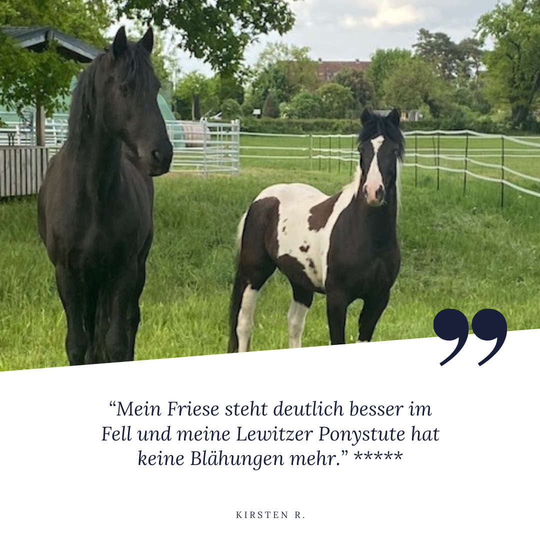 Friese und Ponystute haben durch Zeolith ein deutlich besseres Fell und keine Blähungen mehr.