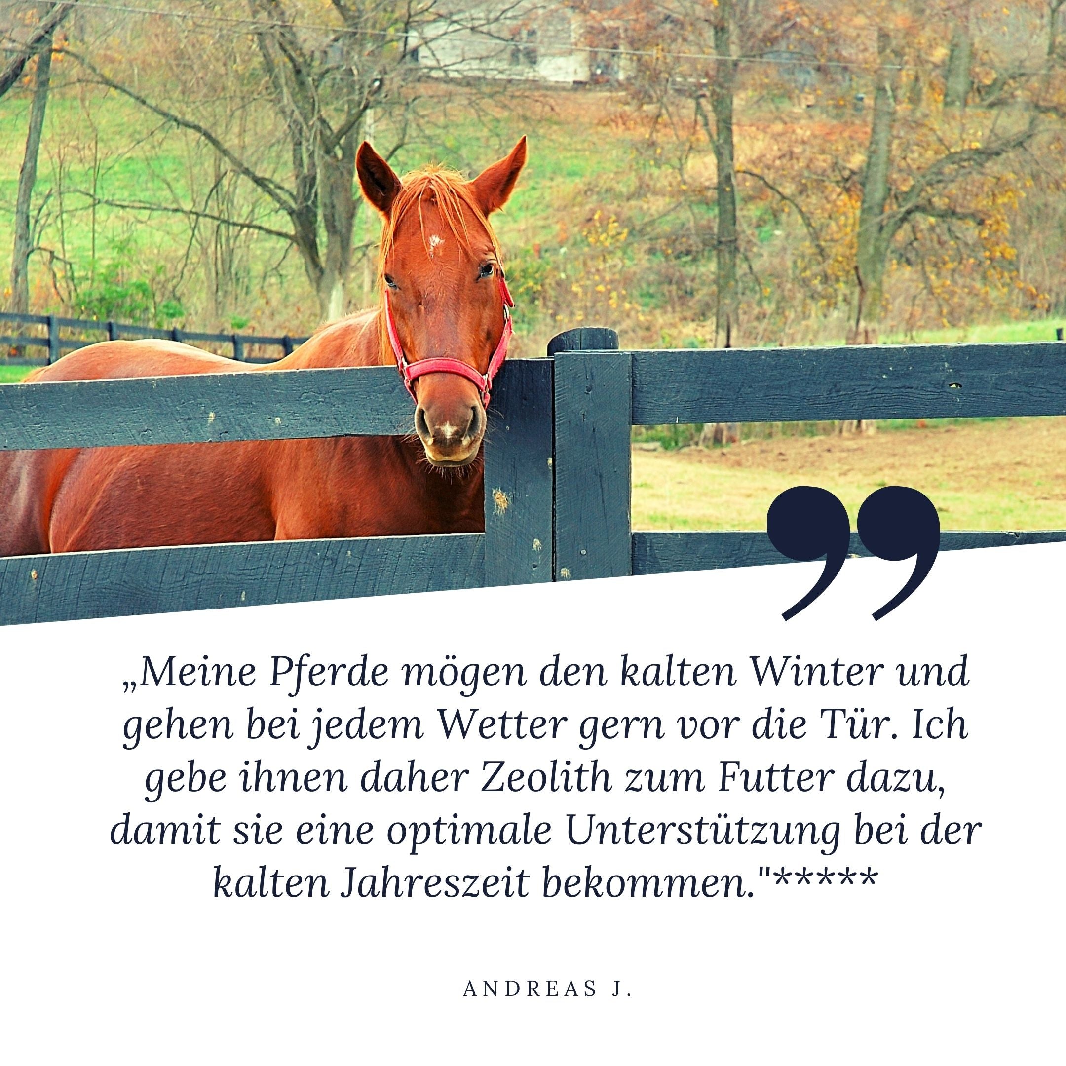 "Meine Pferde mögen den kalten Winter und gehen bei jedem Wetter gern vor die Tür. Ich gebe ihnen daher Zeolith zum Futter dazu, damit sie eine optimale Unterstützung bei der kalten Jahreszeit bekommen". Das sagt Andreas und gibt STEINKRAFT Zeolith 5 Sterne.