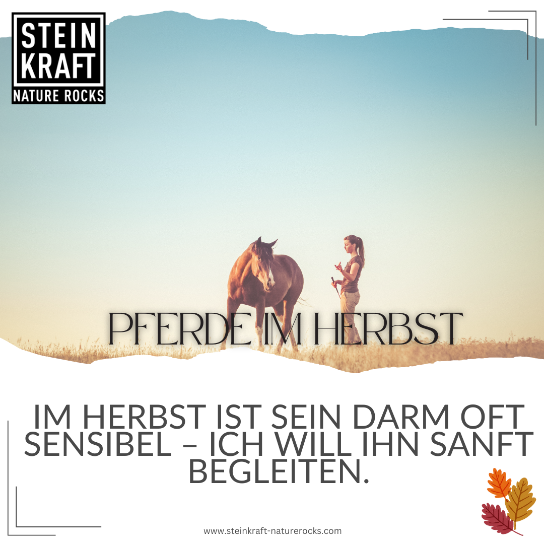 Pferde im Herbst: Im Herbst ist sein Darm oft sensibel - ich will ihn sanft begleiten.