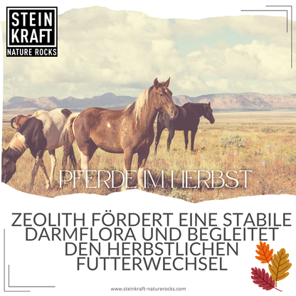 Zeolith für Pferde im Herbst: Zeolith fördert eine stabile Darmflora und begleitet den herbstlichen Futterwechsel.