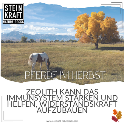 Pferde im Herbst: Zeolith kann das Immunsystem stärken und helfen, Widerstandskraft aufzubauen. 