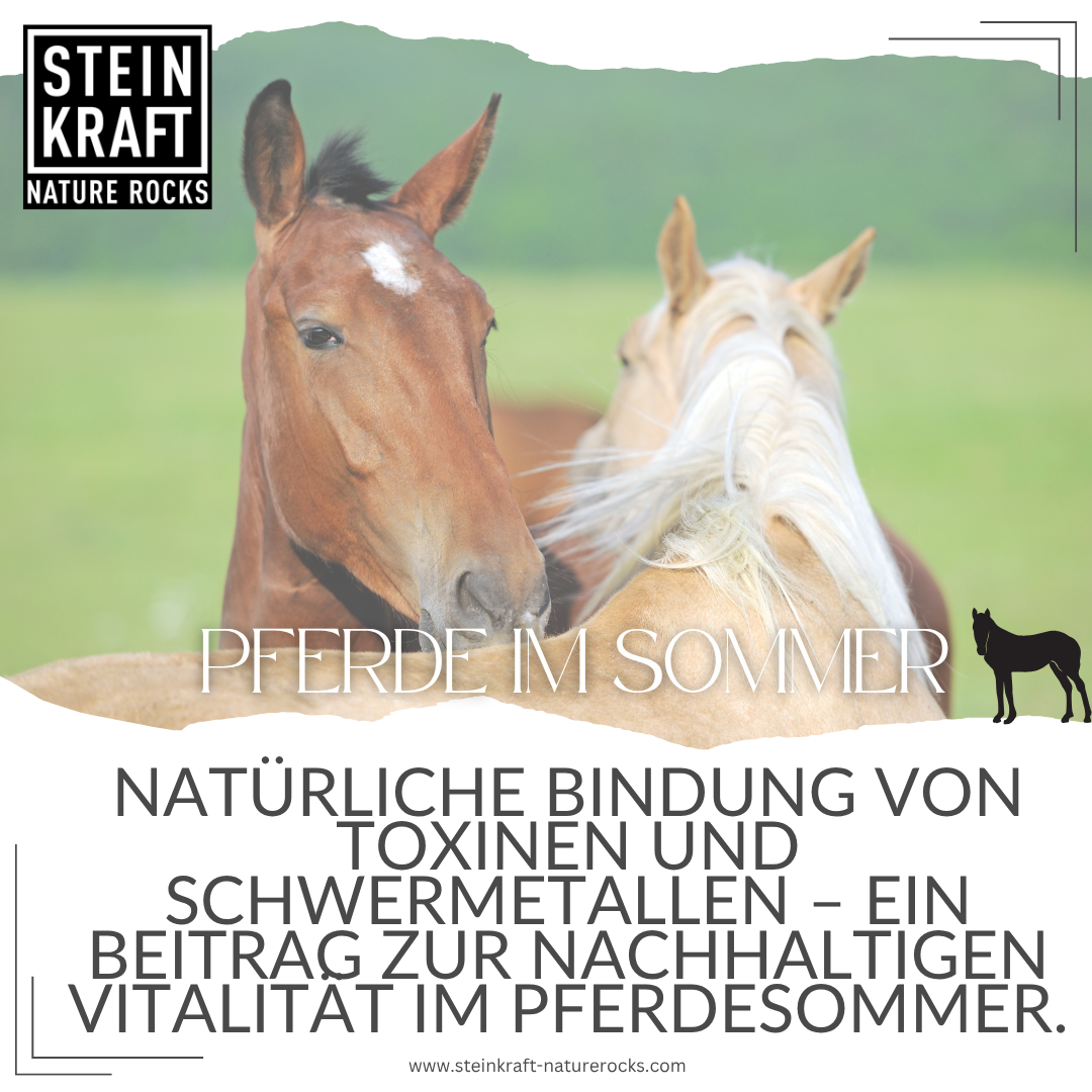 STEINKRAFT Zeolith Pulver und Pellets für Pferde im Sommer: Natürliche Bindung von Toxinen und Schwermetallen - ein Beitrag zur nachhaltigen Vitalität im Pferdesommer.