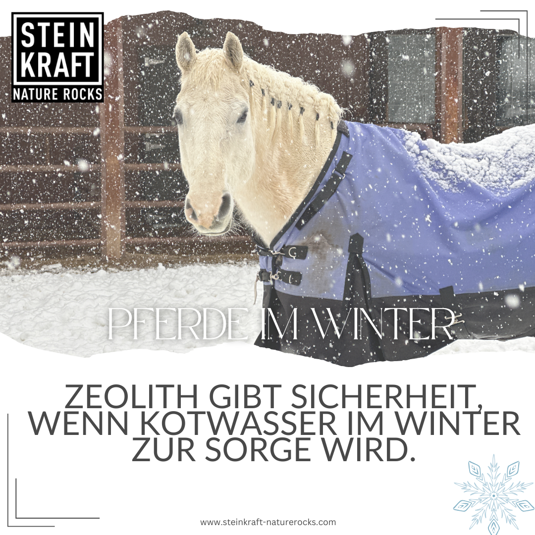 Pferd mit Decke im Winter - Zeolith gibt Sicherheit, wenn Kotwasser im Winter zur Sorge wird.