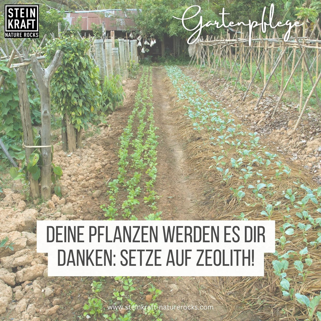 BODENKRAFT PUR aktivierter Zeolith 5kg - Pulver